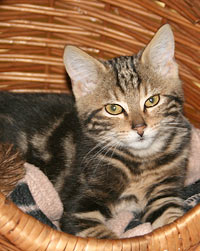 Katze