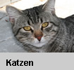 Katzen
