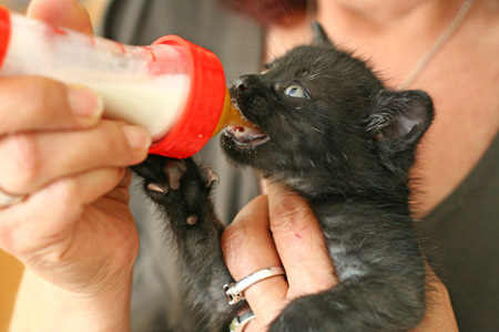 Katzenbaby mit Flasche