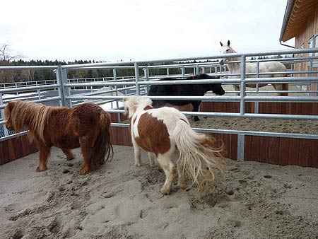Pferde im Stall des Quellenhofs