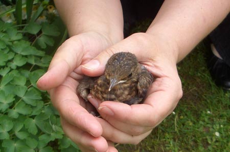Jungvogel in Hand
